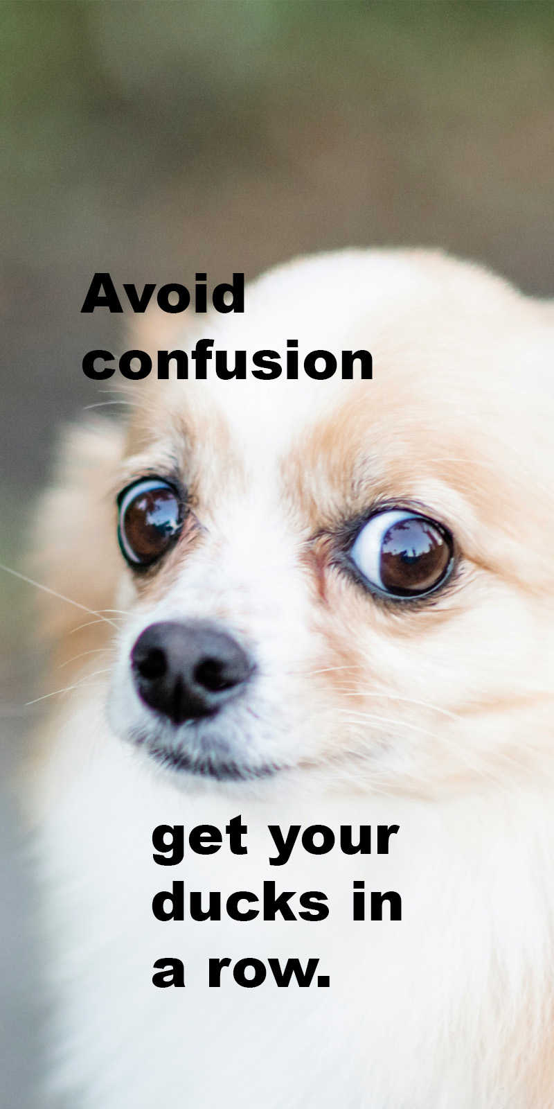 Image of a dog's face close with widened eyes, bit of a side eye showing the white of the eye. Caption reads Avoid confusion get your ducks in a row. Referencing HR processes and how important they are.
